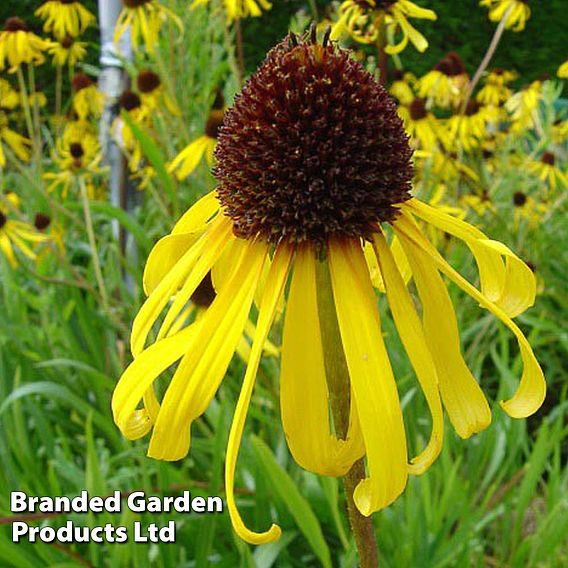 Echinacea Paradoxa