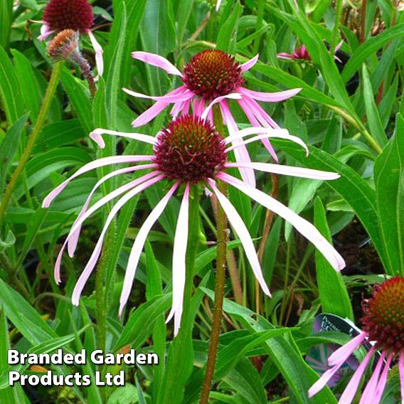 Echinacea Pallida