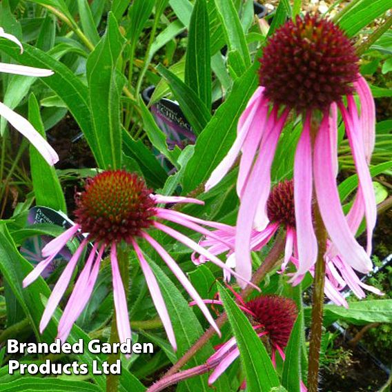 Echinacea Pallida