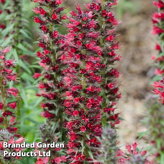 Echium Amoenum Red Feathers