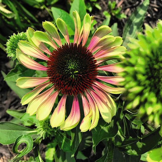 Echinacea 'Green Twister'