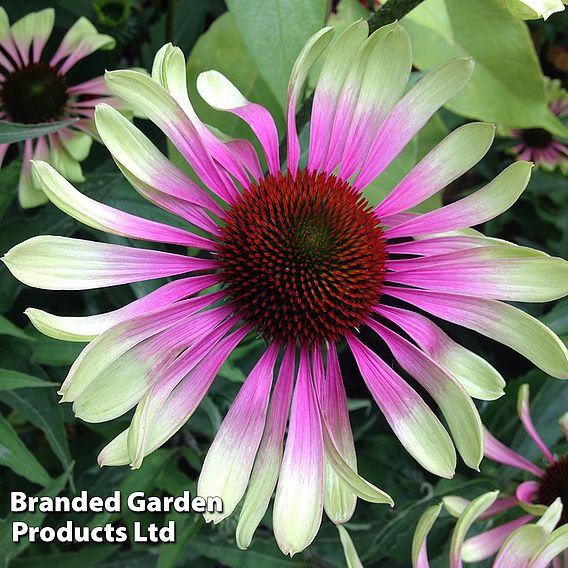 Echinacea 'Green Twister'