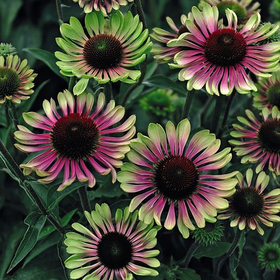 Echinacea 'Green Twister'