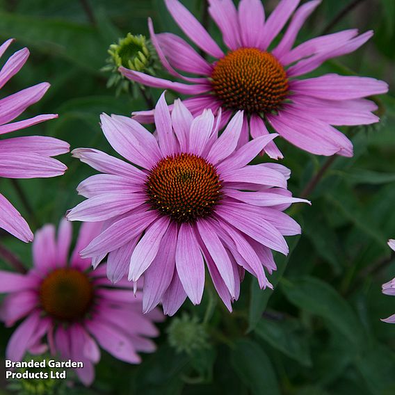 Echinacea 'Nectar Pink'