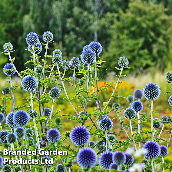 Echinops Ritro