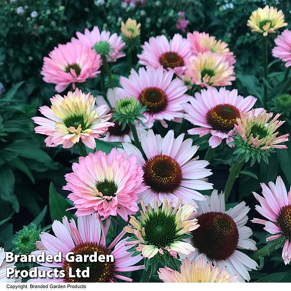 Echinacea 'Sunseekers Salmon'