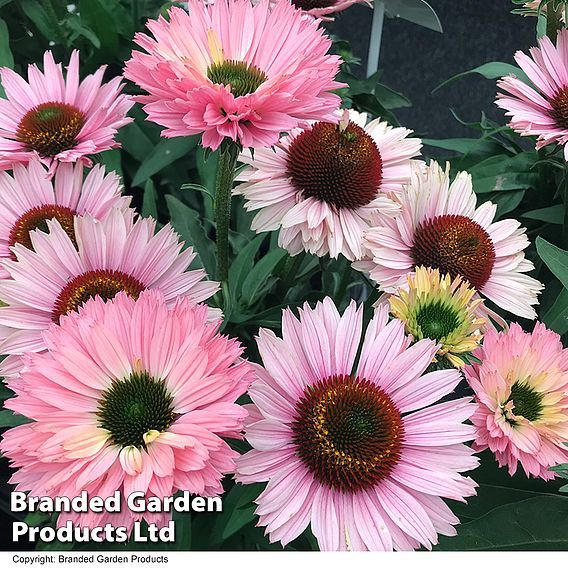 Echinacea 'Sunseekers Salmon'