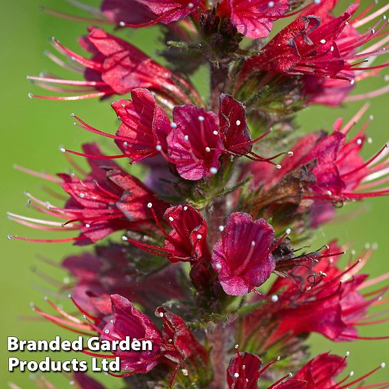 Echium russicum