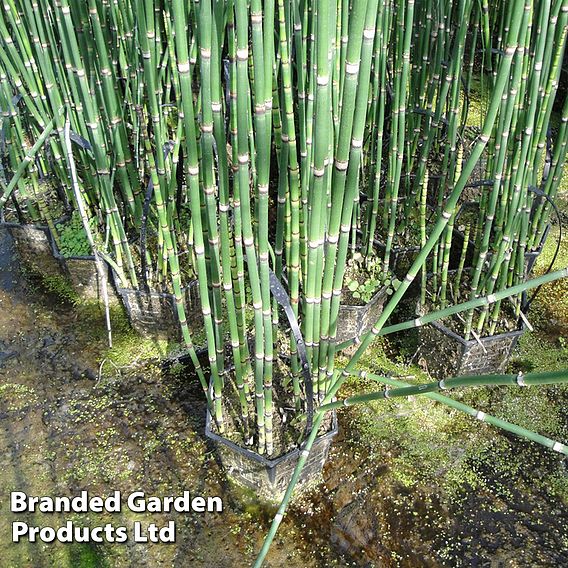 Equisetum hyemale (Marginal Aquatic)