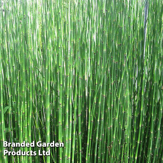 Equisetum hyemale (Marginal Aquatic)