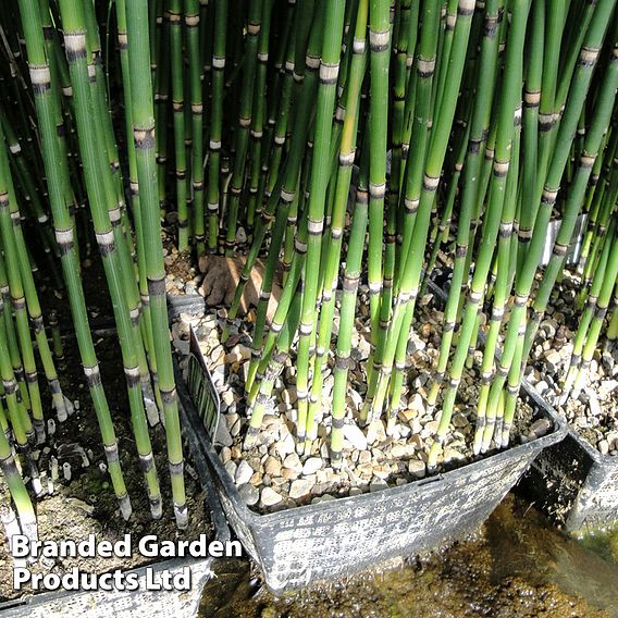 Equisetum hyemale (Marginal Aquatic)