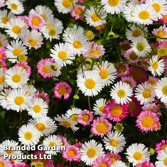 Erigeron karvinskianus