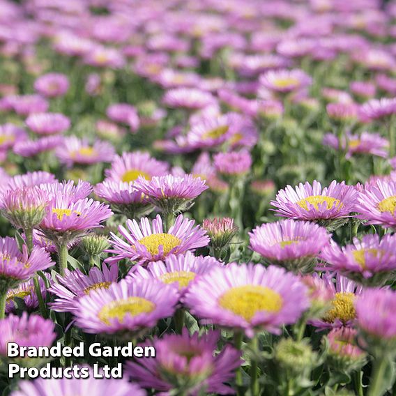 Erigeron glaucus 'Sea Breeze'