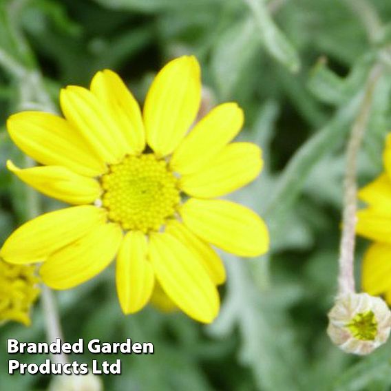 Eriophyllum lanatum