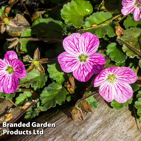 Erodium variabile 'Bishop's Form'