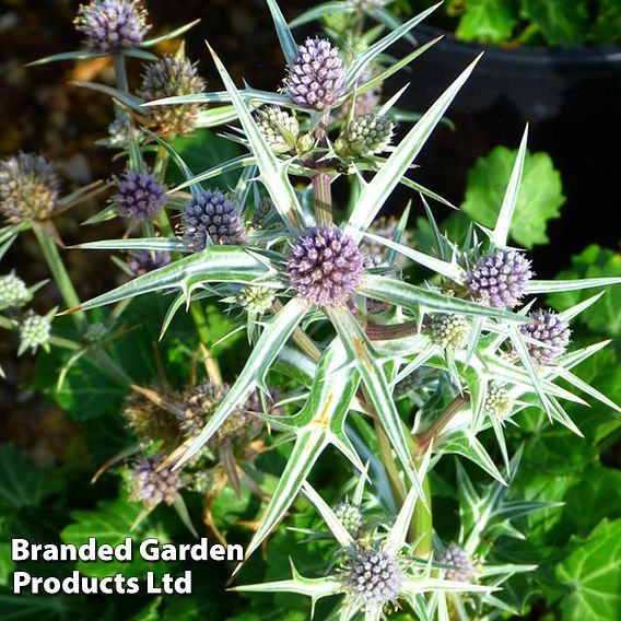 Eryngium variifolium Miss Marbel