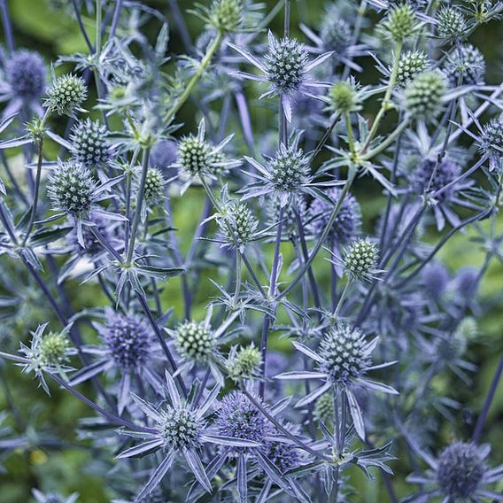 Eryngium Planum