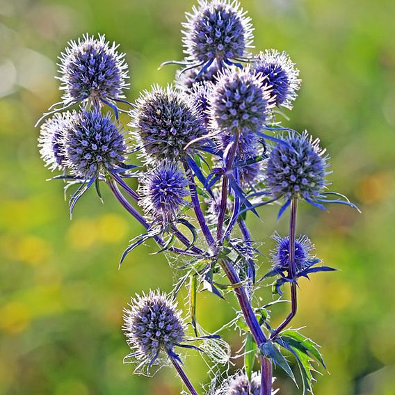 Eryngium Planum