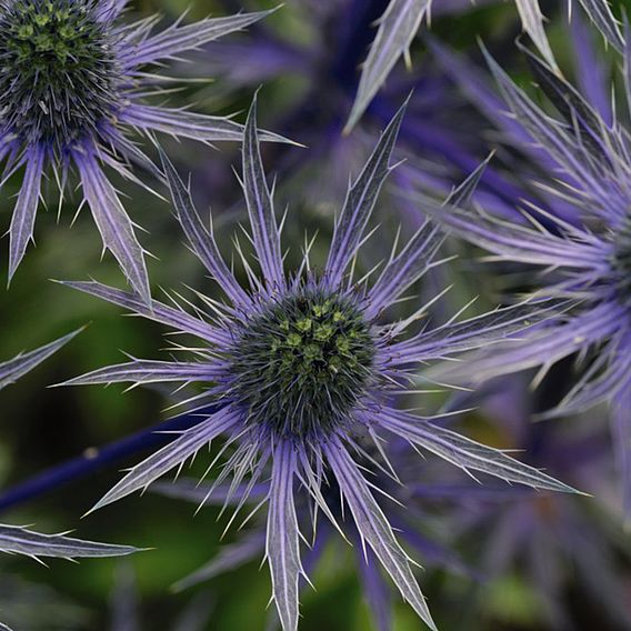 Eryngium Planum