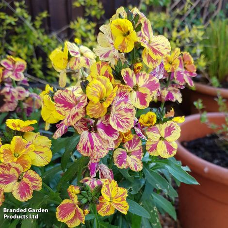 Erysimum 'Fire & Flame'