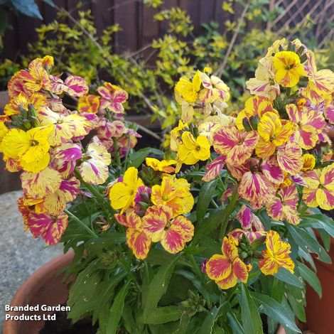 Erysimum 'Fire & Flame'