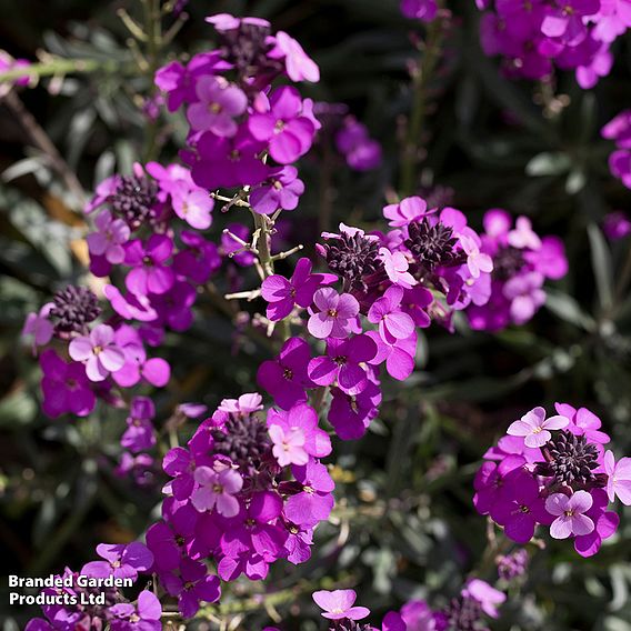 Erysimum 'Bowles Mauve'