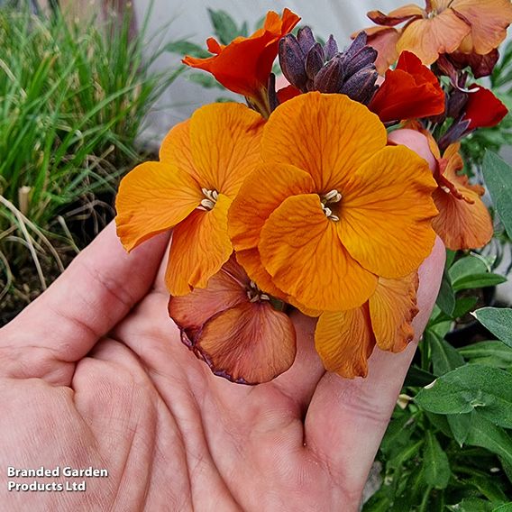 Erysimum 'Colour Vibe Orange'