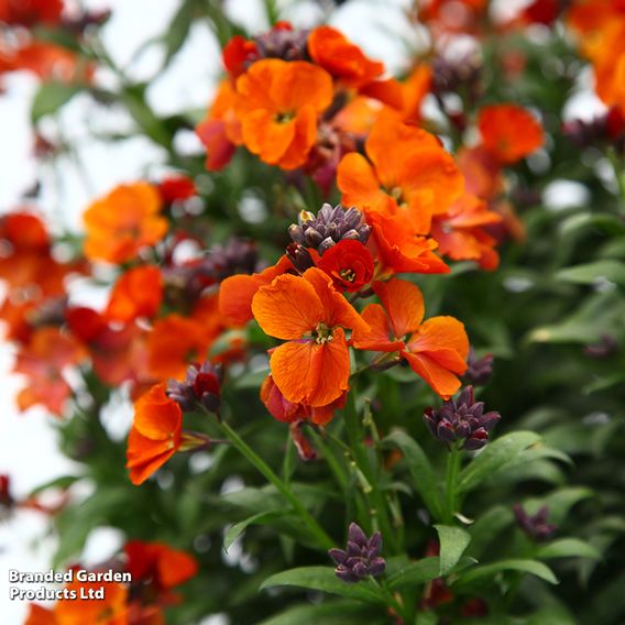 Erysimum 'Colour Vibe Orange'