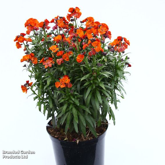 Erysimum 'Colour Vibe Orange'