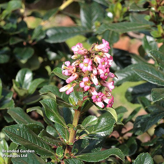 Escallonia rubra 'Macrantha'