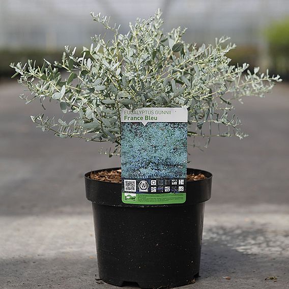 Eucalyptus gunnii 'France Bleu'