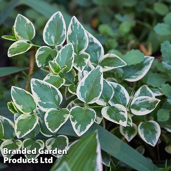 Euonymus fortunei 'Emerald Gaiety'