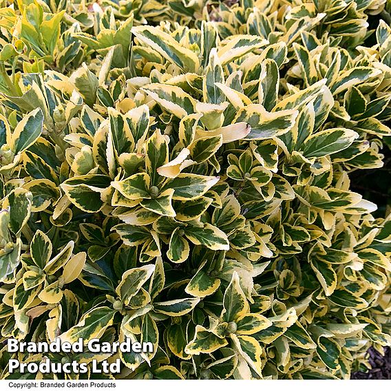 Euonymus japonicus 'Ovatus Aureus'