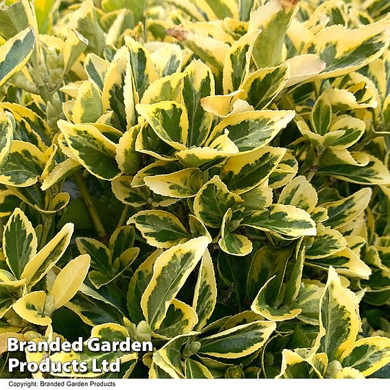 Euonymus japonicus 'Ovatus Aureus'