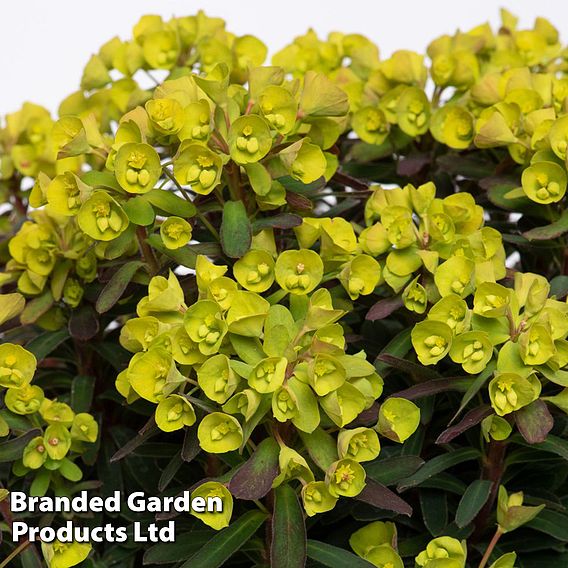 Euphorbia 'Ascot Petite'