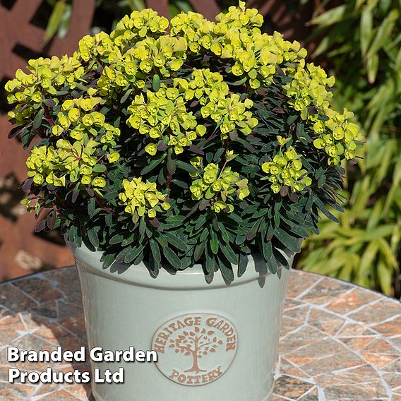 Euphorbia 'Ascot Petite'