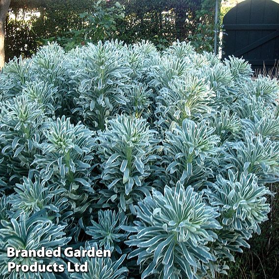 Euphorbia characias 'Glacier Blue'