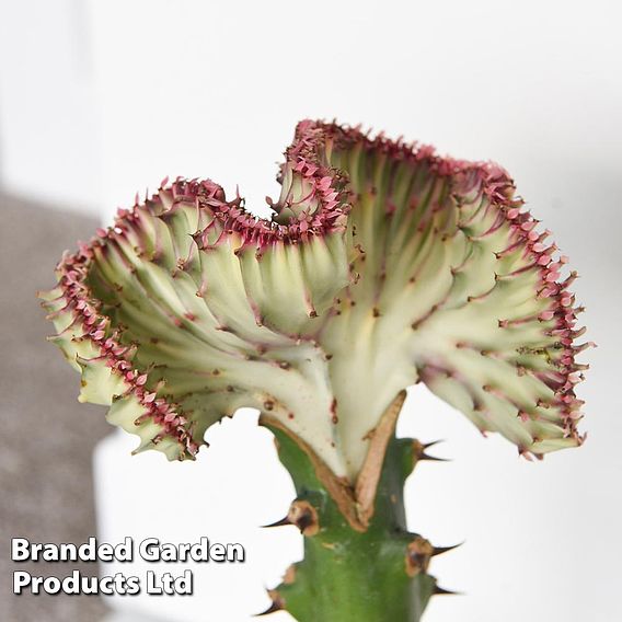 Euphorbia lactea 'Cristata'