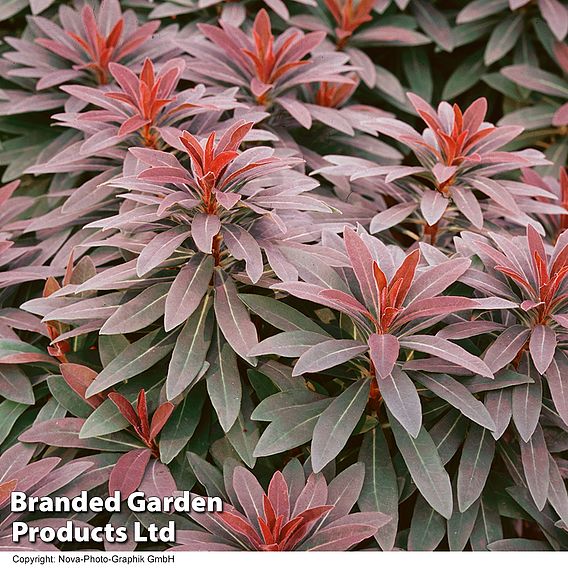 Euphorbia martinii 'Walberton's Ruby Glow'