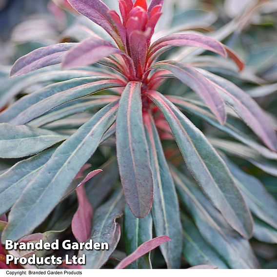 Euphorbia martinii 'Walberton's Ruby Glow'