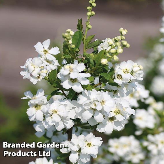 Exochorda 'Magical Springtime'