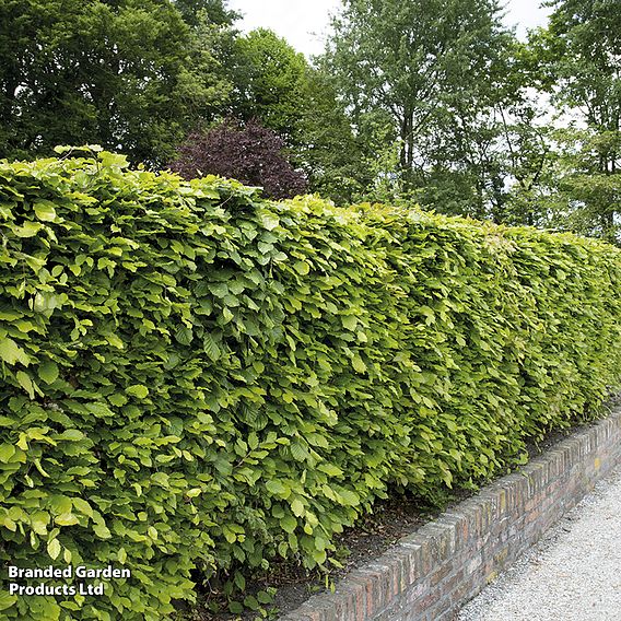 Fagus sylvatica Duo