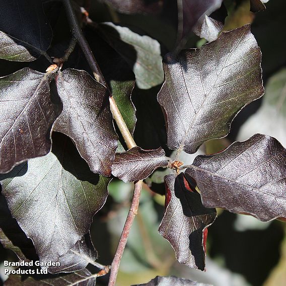 Fagus sylvatica Duo