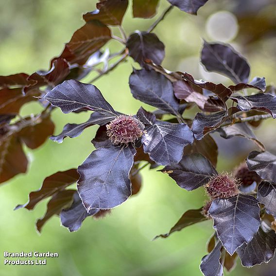 Fagus sylvatica Duo