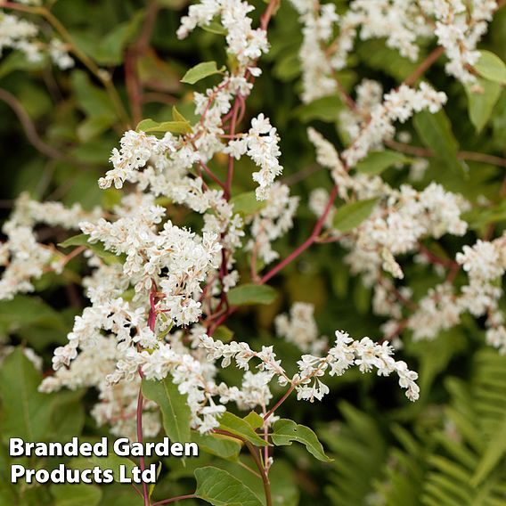 Fallopia baldschuanica