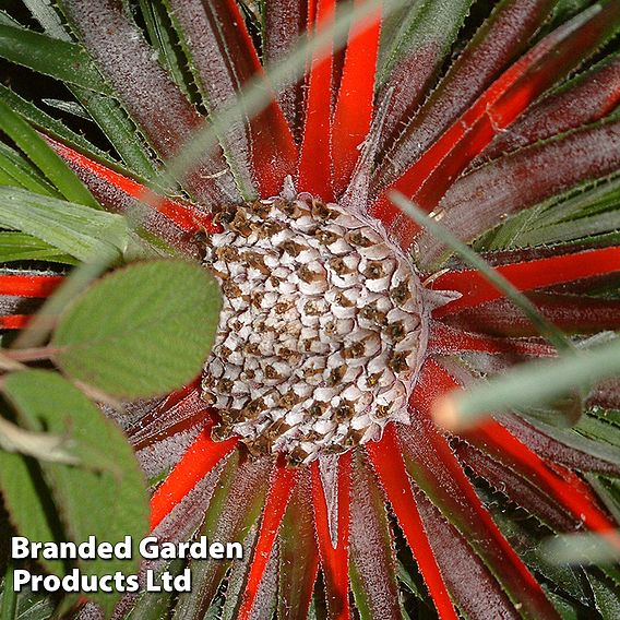 Fascicularia bicolor