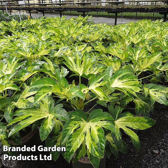 Fatsia 'Camouflage'