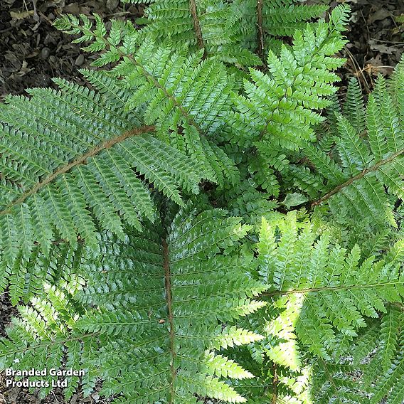 Polystichum polyblepharum