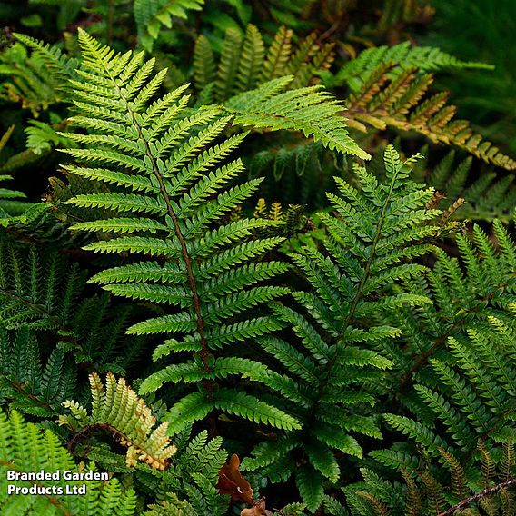 Polystichum polyblepharum