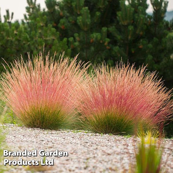 Festuca 'Sunrise'